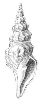 Image of Borsonia Bellardi 1839