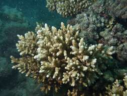 Image of Staghorn coral