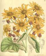 Image of summer ragwort