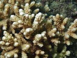 Image of Staghorn coral