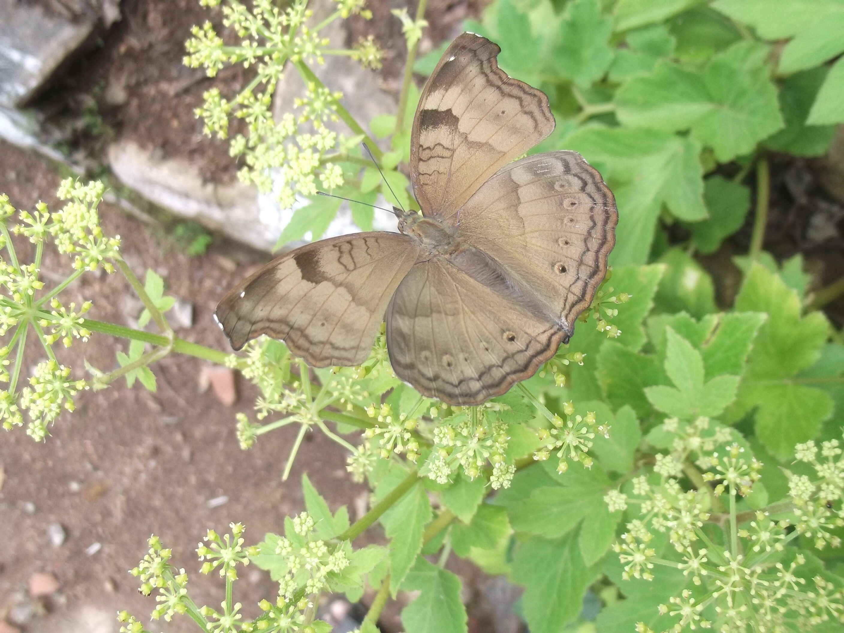 Image of chocolate pansy