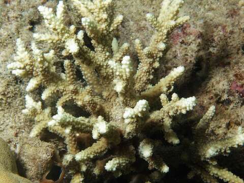 Image of Staghorn coral