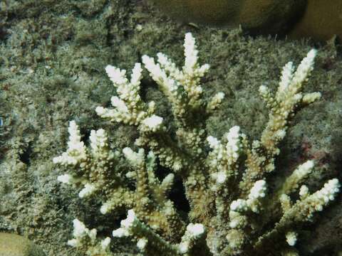 Image of Staghorn coral