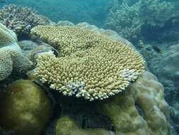 Image of Brush Coral