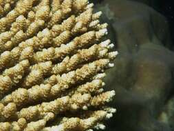 Image of Brush Coral