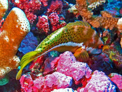 Image of Halfspotted Hawkfish