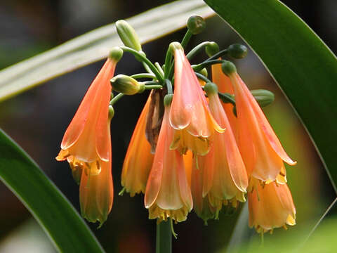 Image of Clivia nobilis Lindl.