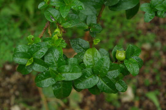 Plancia ëd Rhaphithamnus venustus (Phil.) B. L. Rob.