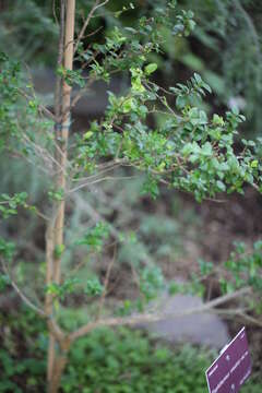 Plancia ëd Rhaphithamnus venustus (Phil.) B. L. Rob.