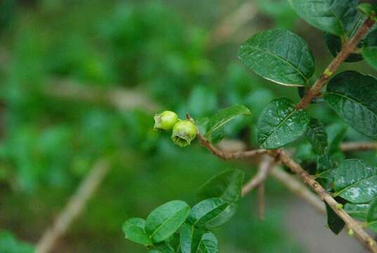 Plancia ëd Rhaphithamnus venustus (Phil.) B. L. Rob.