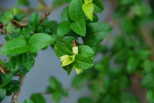 Plancia ëd Rhaphithamnus venustus (Phil.) B. L. Rob.