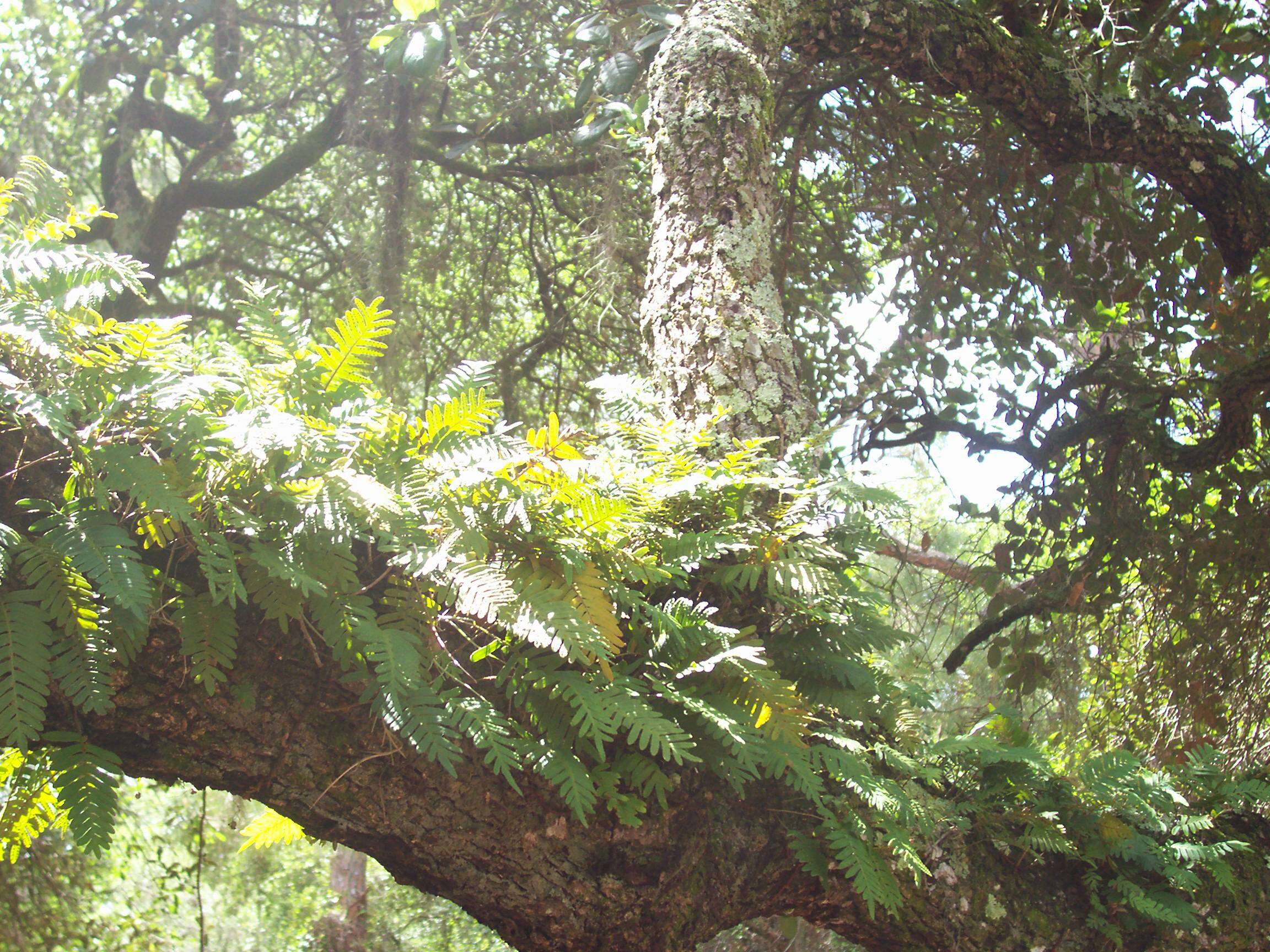 Image of resurrection fern