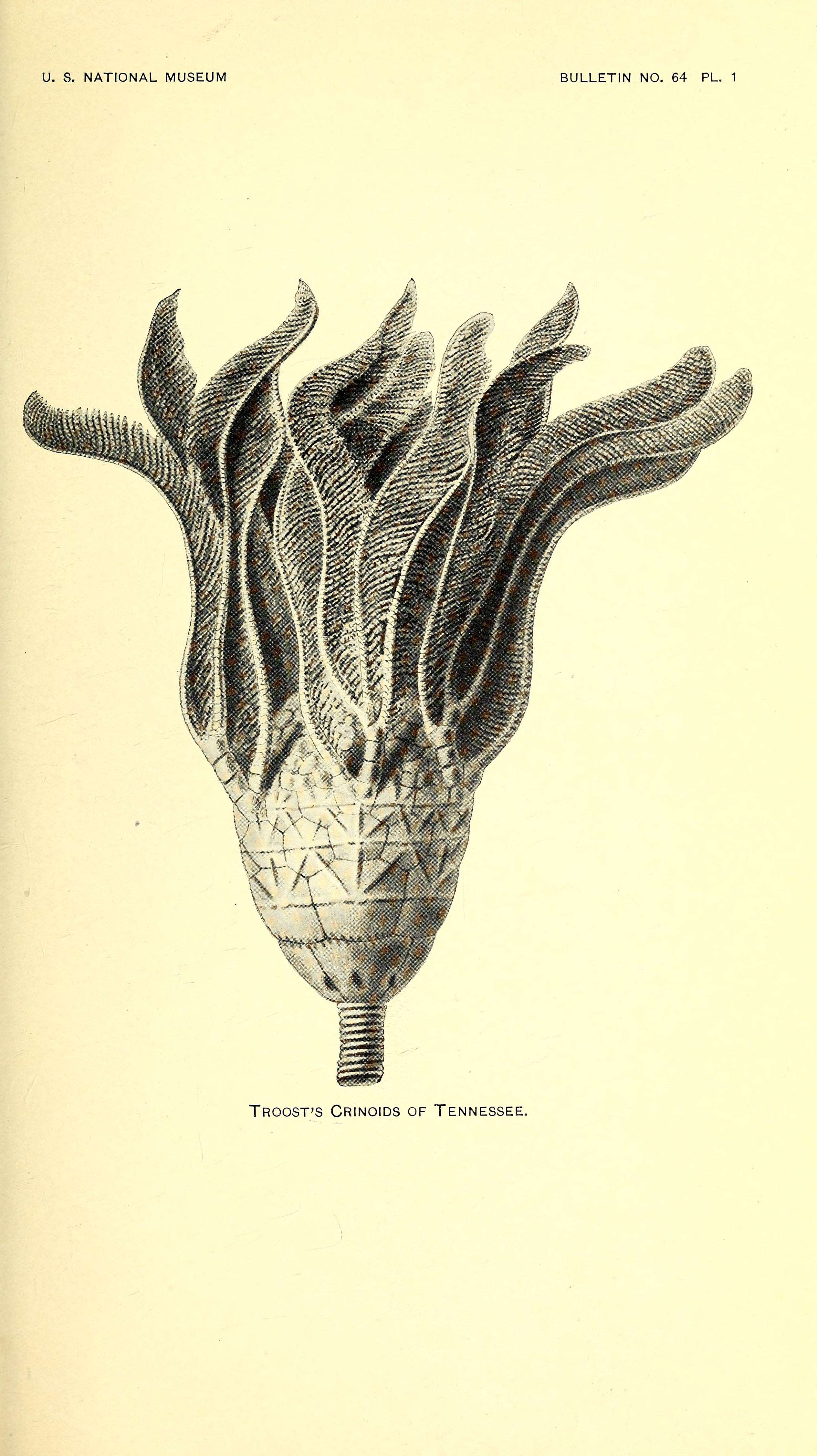 Image of Actinocrinus