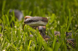 Image of Rat snakes