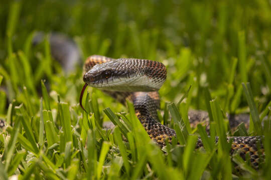 Image of Rat snakes