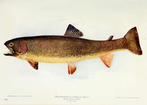 Image of Oncorhynchus clarki lewisi