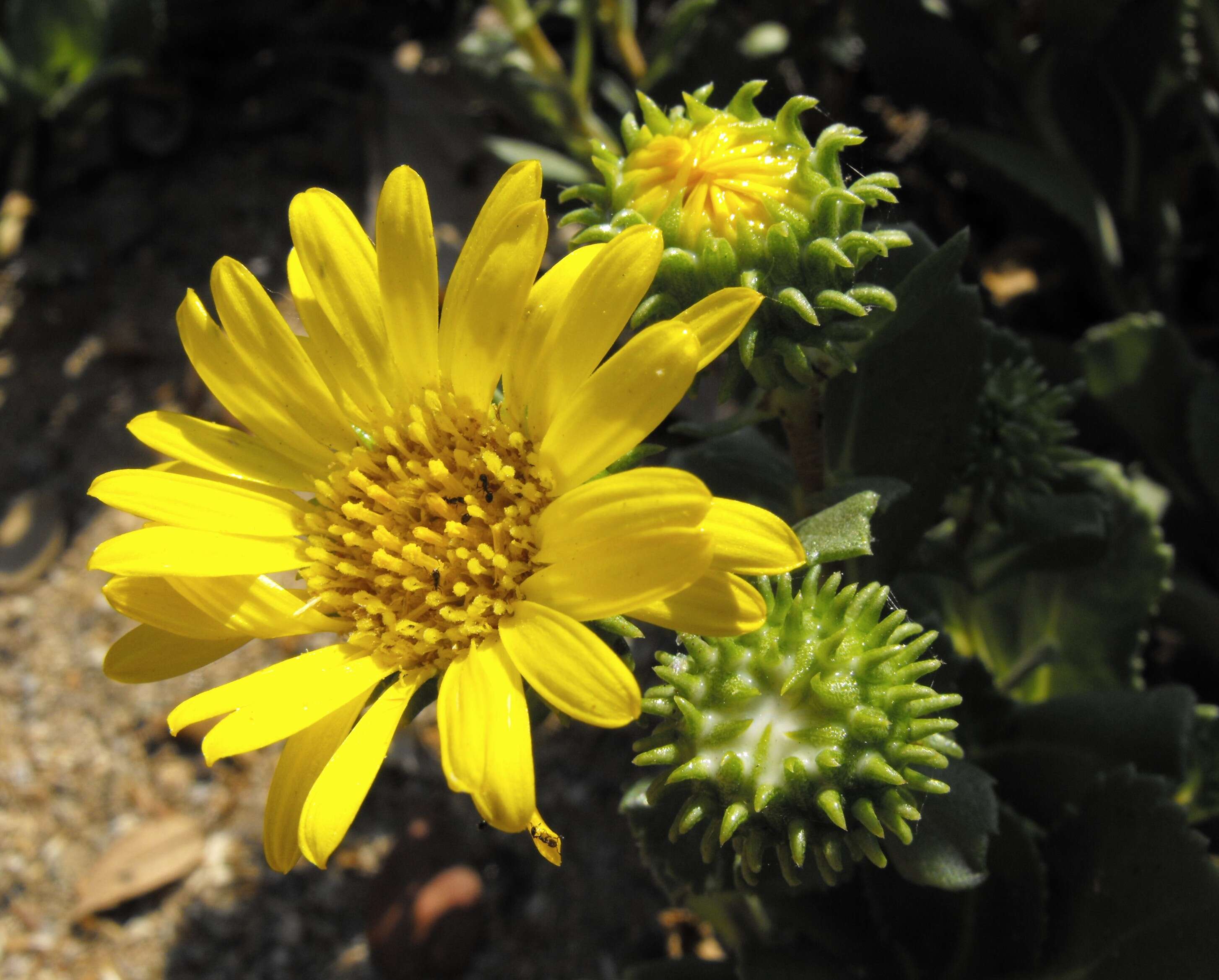 Grindelia nana resmi