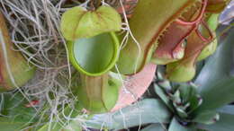 Image of Nepenthes burkei Mast.