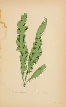 Image of Doubled Ribbon Weed