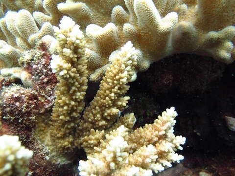 Image of Staghorn coral