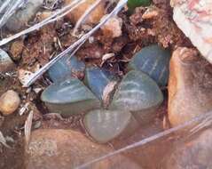 Haworthia mutica Haw. resmi