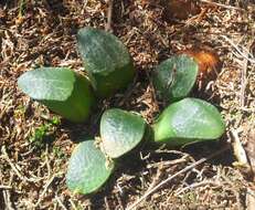 Haworthia mutica Haw. resmi