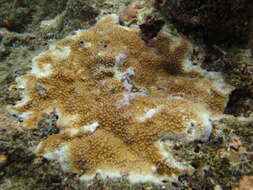 Image of Staghorn coral