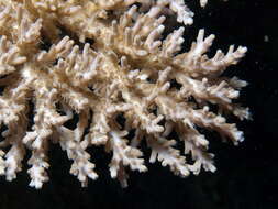 Acropora paniculata Verrill 1902 resmi