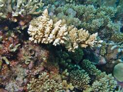 Image of Staghorn coral