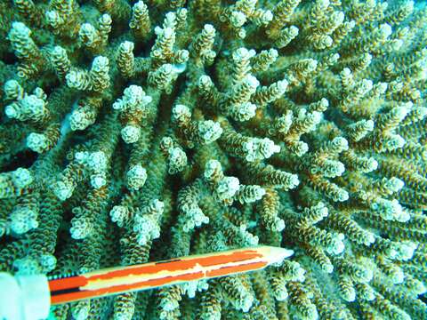 Image of Staghorn coral