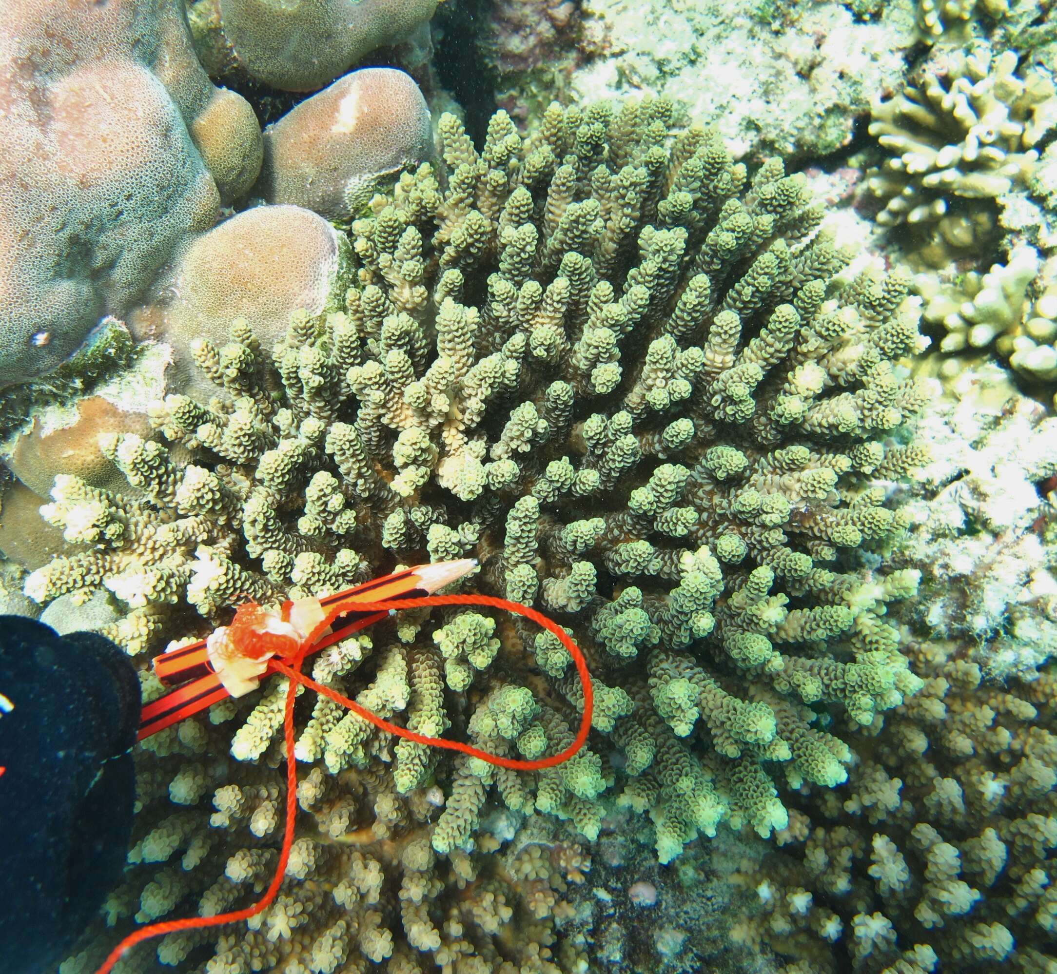 Plancia ëd Acropora millepora (Ehrenberg 1834)