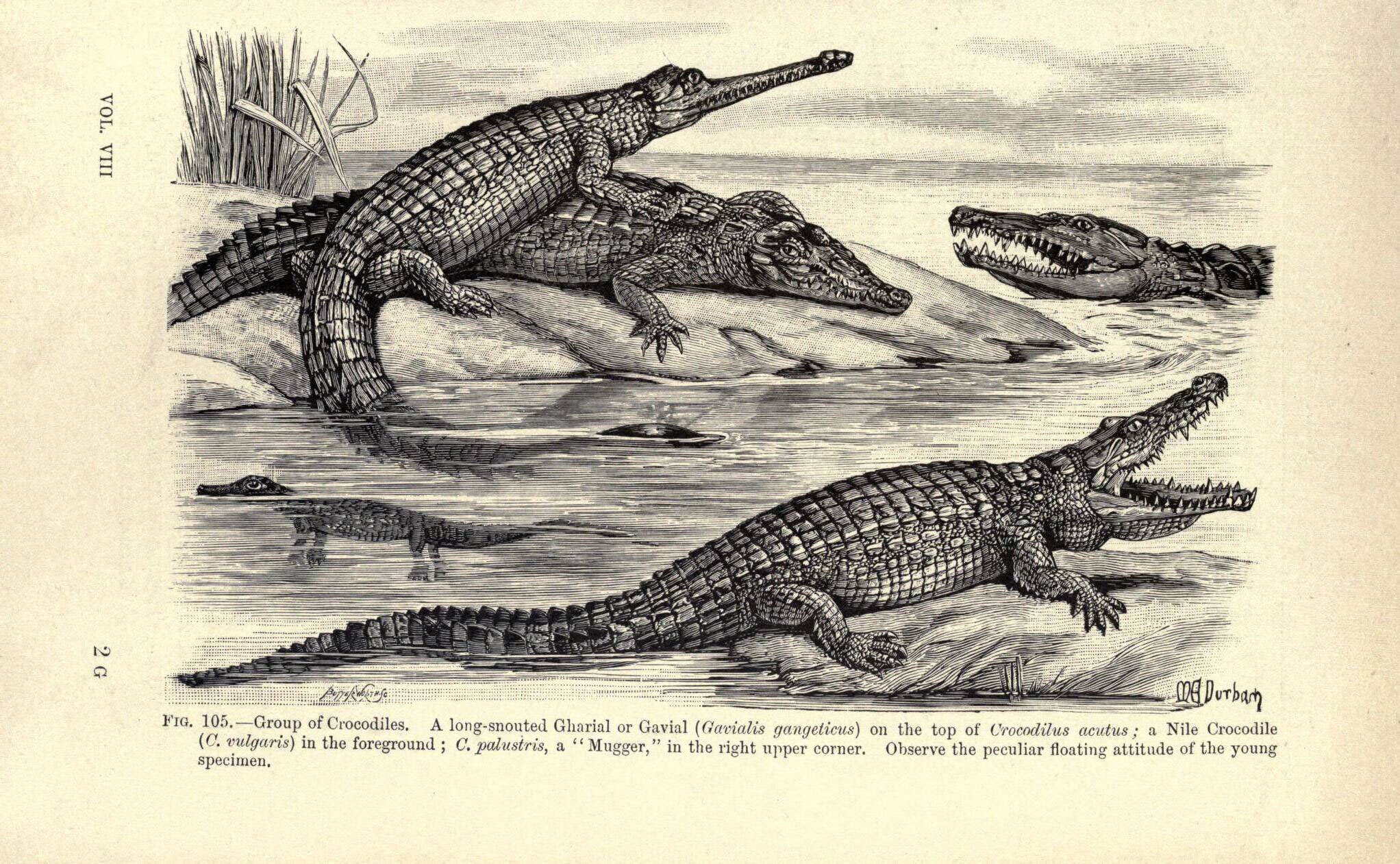 Imagem de Crocodylus acutus (Cuvier 1807)