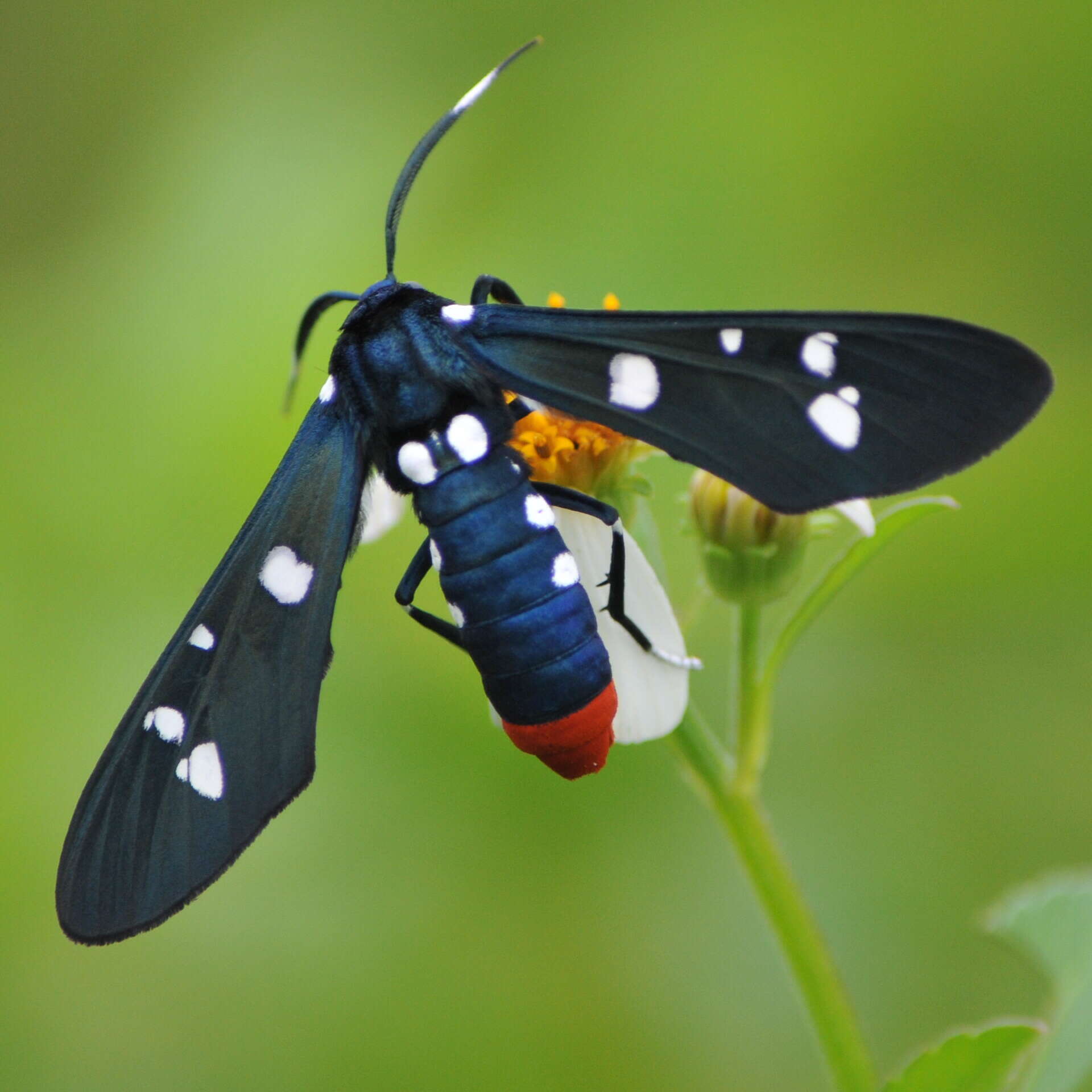 Image of Oleander Moth