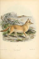 Image of African Sand Fox