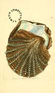 Image de Margaritidae Blainville 1824