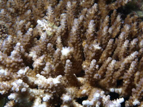 Image of Staghorn coral