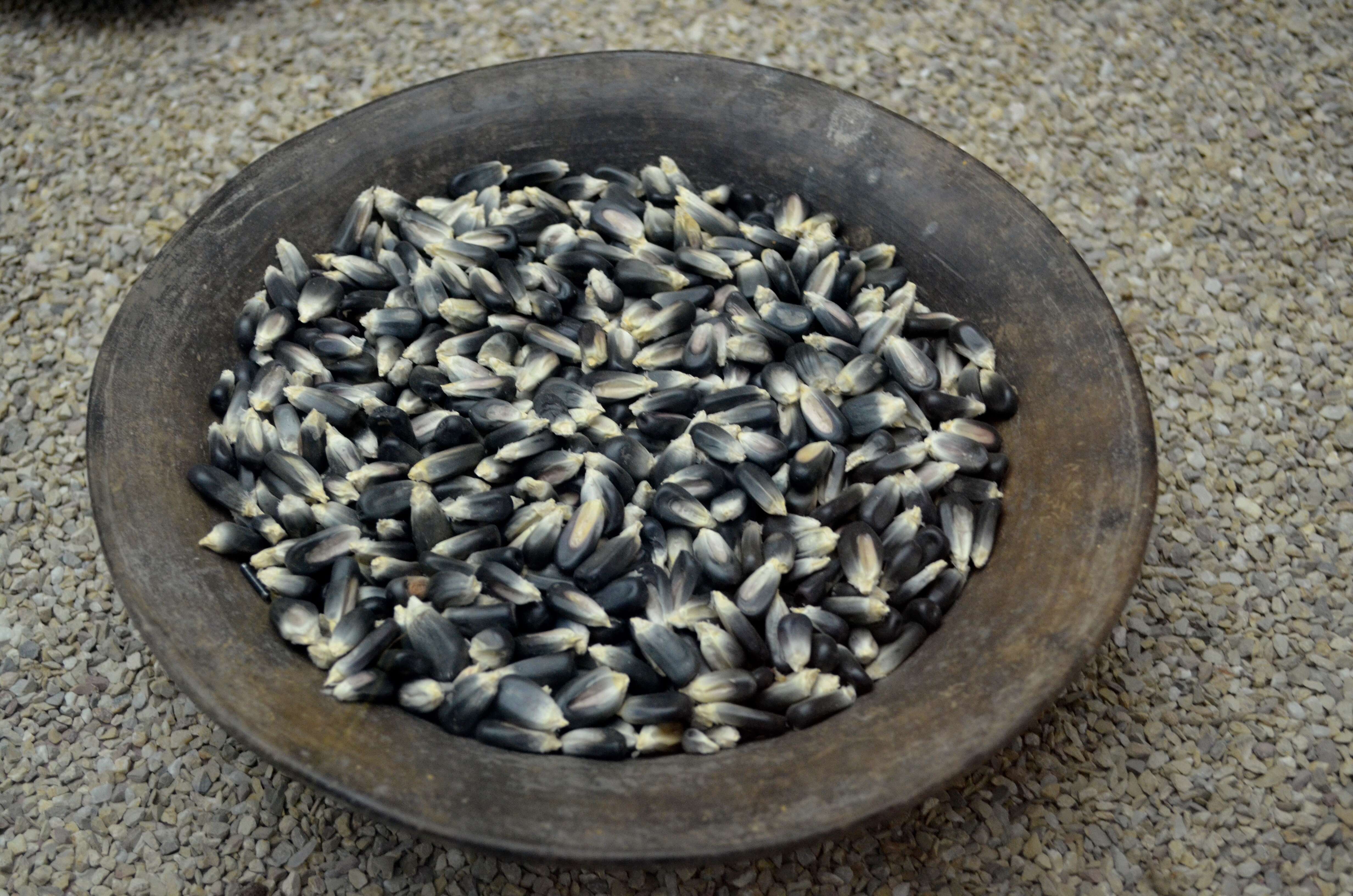 Image of Zea mays Saccharata