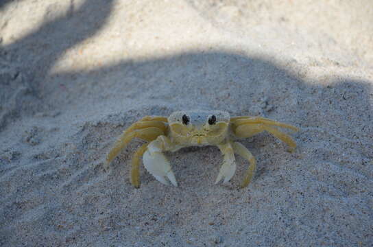 Image of Atlantic Ghost Crab