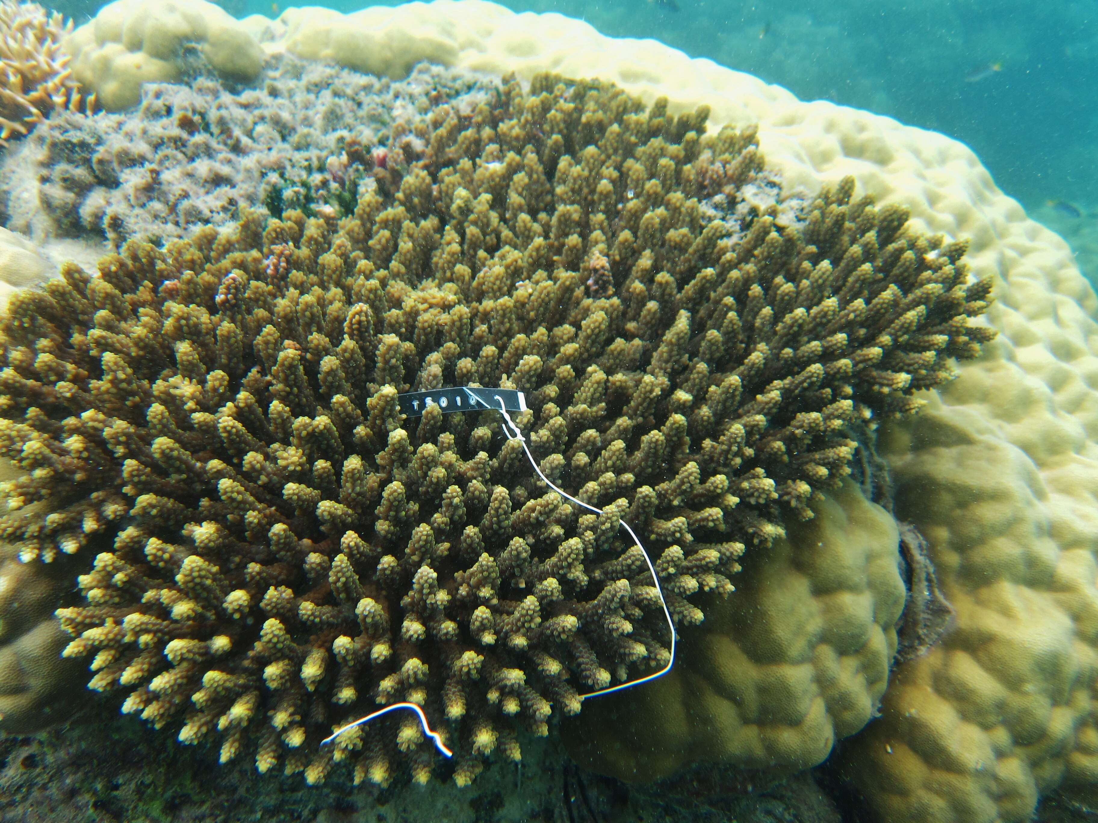 Image of Staghorn coral