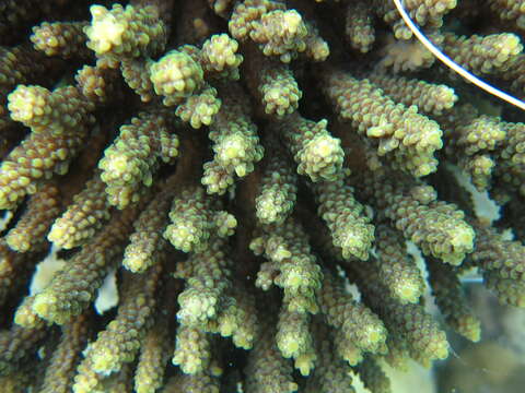 Image of Staghorn coral