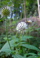 Image of small teasel