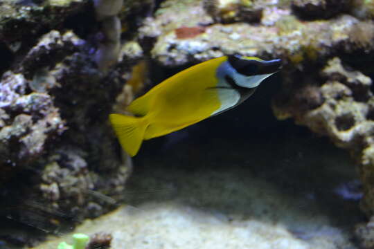 Image of Foxface rabbitfish