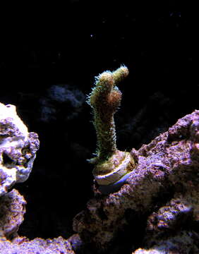 Image of Staghorn coral