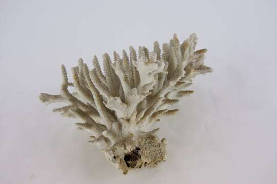 Image of Staghorn coral