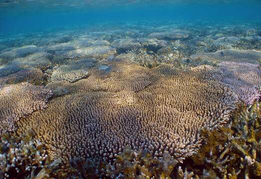 Image of Staghorn coral