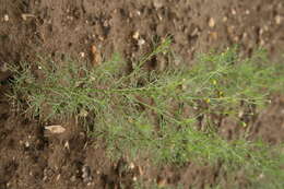 Image de Schkuhria pinnata (Lam.) O. Kuntze