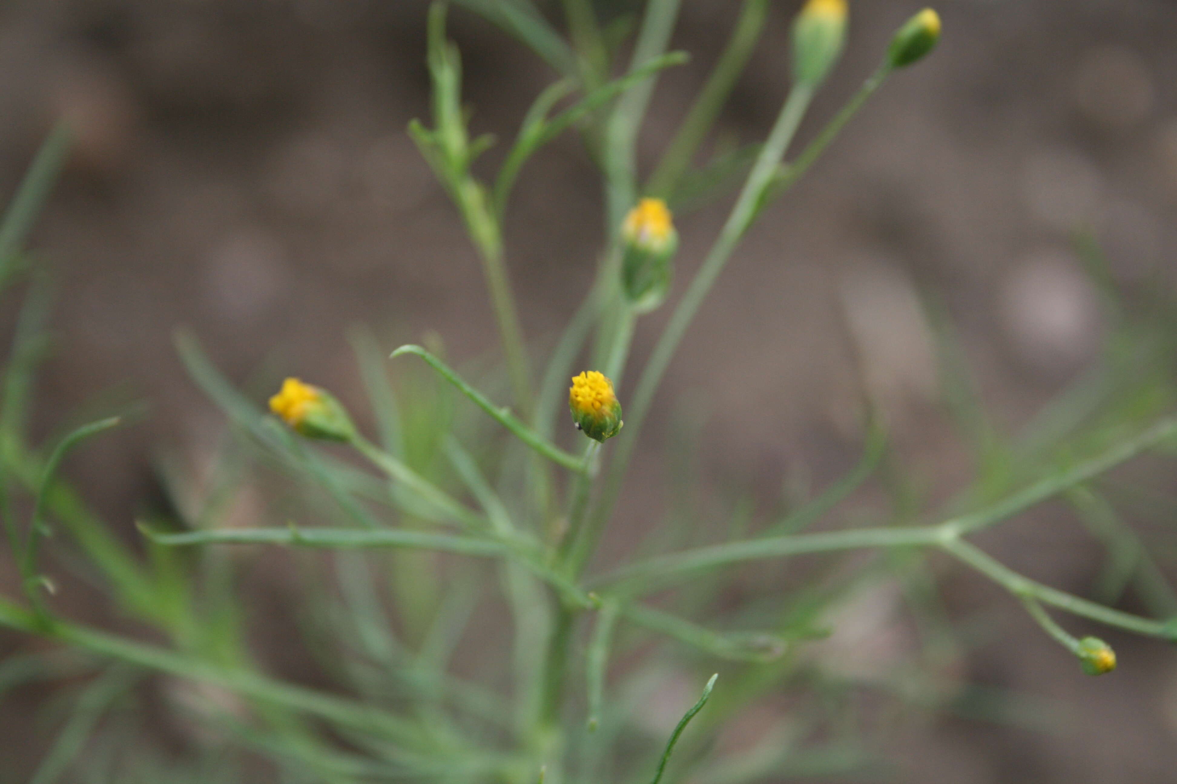 Image de Schkuhria pinnata (Lam.) O. Kuntze