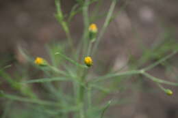 Image de Schkuhria pinnata (Lam.) O. Kuntze