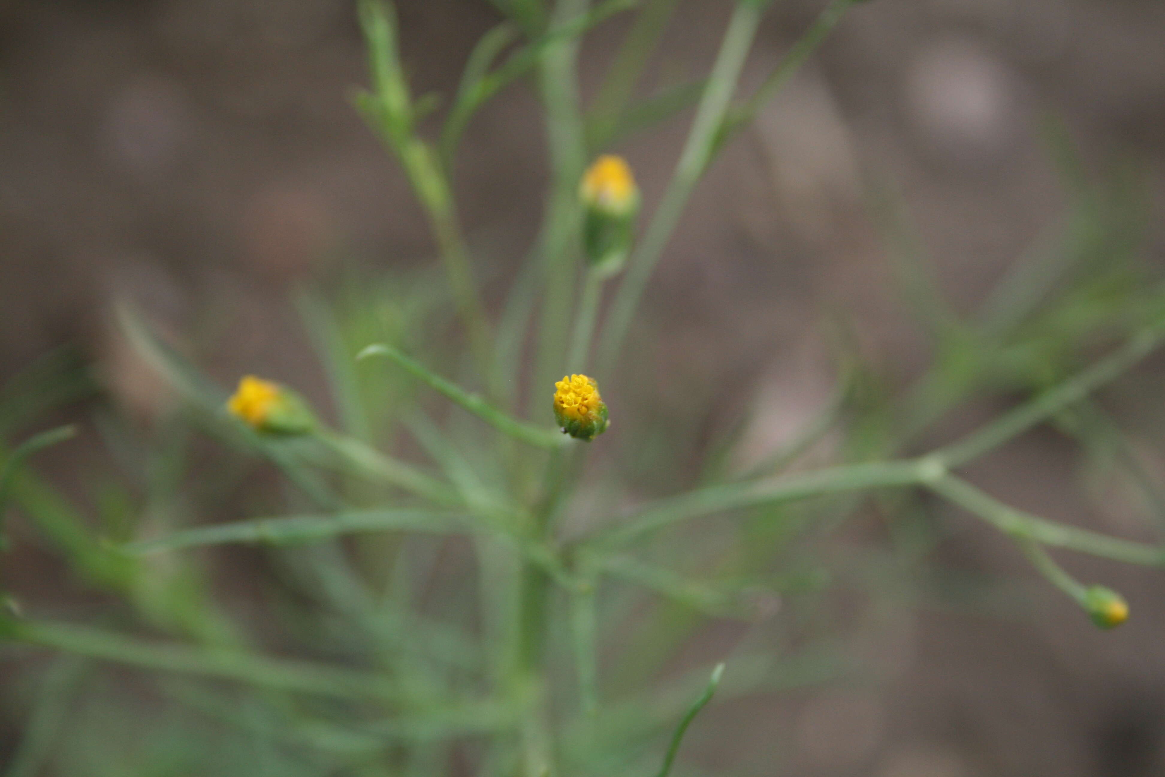 Image de Schkuhria pinnata (Lam.) O. Kuntze