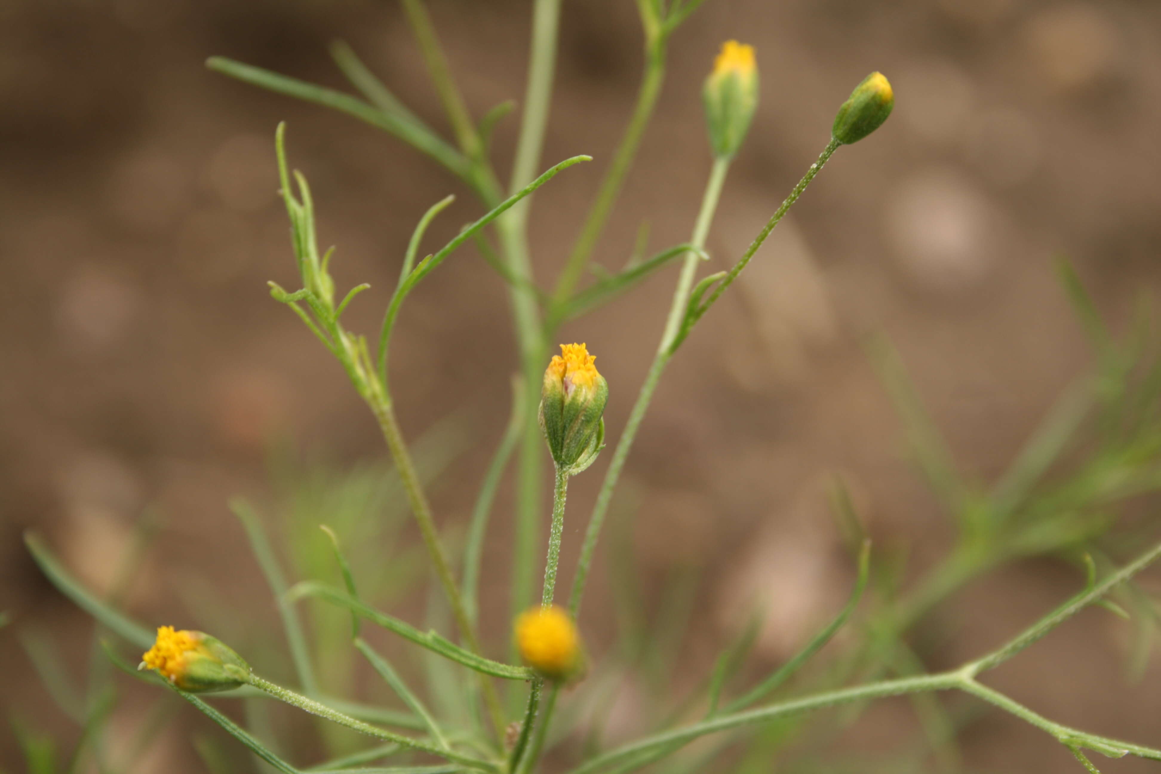 Image de Schkuhria pinnata (Lam.) O. Kuntze